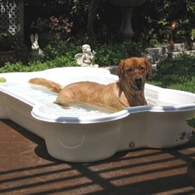 Bone Shaped Pool for Dogs
