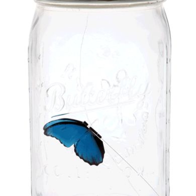 The Butterfly in a Jar